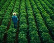 © Bussakon - A worker observing a vast green farm with rows of crops  long title A worker dressed in casual attire and a wide brimmed hat stands at the edge of a