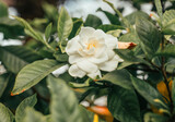 A delicate white flower gardenia blooms amidst glossy green leaves, creating a striking contrast. The soft petals are accentuated by the natural light, highlighting the plant's purity and elegance.