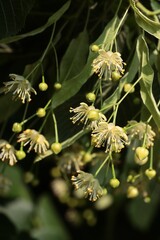 Wall Mural - small yellow flowers of linden tree in june month