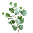 © Hn - green eucalyptus leaves, Fresh green eucalyptus leaves arranged naturally, isolated on transparent background