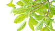 © DeepArt - Vibrant Green Leaves with Dew Drops Nature's Freshness