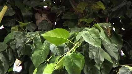 lush green bodhi tree canopy: close-up view of vibrant foliage and branching structure