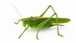 © Studio - grasshopper on a white background