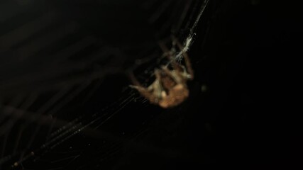 4K UHD macro video, a spider spins its intricate web against a black night background, capturing the eerie beauty of nature as the arachnid weaves with precision—an animal both scarey and fascinating.