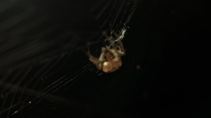 4K UHD macro video, a spider spins its intricate web against a black night background, capturing the eerie beauty of nature as the arachnid weaves with precision—an animal both scarey and fascinating.