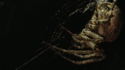 4K UHD macro video, a spider spins its intricate web against a black night background, capturing the eerie beauty of nature as the arachnid weaves with precision—an animal both scarey and fascinating.
