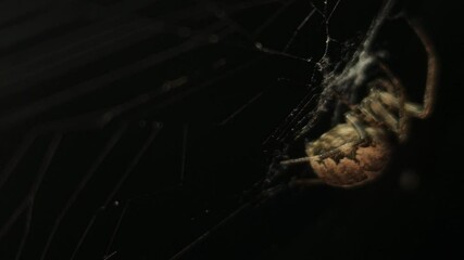 4K UHD macro video, a spider spins its intricate web against a black night background, capturing the eerie beauty of nature as the arachnid weaves with precision—an animal both scarey and fascinating.