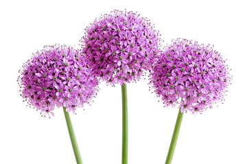 Wall Mural - high-resolution png cutout of purple allium flower cluster on transparent background for versatile b
