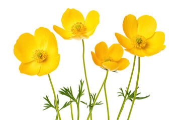 Wall Mural - high-resolution yellow buttercup flowers png cutout with transparent background for versatile botani