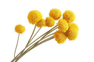 Wall Mural - high-resolution craspedia billy button flower cluster isolated png on transparent background, ideal 