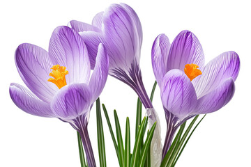 Wall Mural - high-resolution isolated crocus flower cluster png cutout on transparent background for spring flora