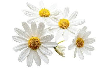 Wall Mural - high-resolution daisy flower cluster isolated on transparent background — seamless png cutout ideal 