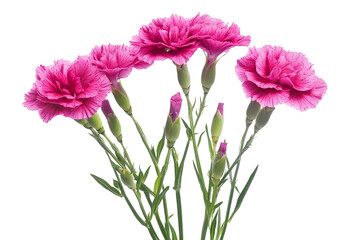 Wall Mural - high-resolution dianthus flower bouquet isolated on transparent background — seamless png cut-out id