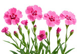 High-resolution Dianthus flower bouquet isolated on transparent background — seamless PNG cut-out ideal for wedding invitations, scrapbook overlays, botanical wall art, and elegant digital design
