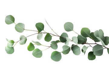 Wall Mural - high-resolution isolated eucalyptus branch with natural silvery green leaves on transparent backgrou