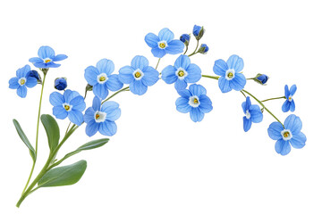 Wall Mural - high-resolution forget-me-not flower cluster on transparent background, isolated png botanical cutou