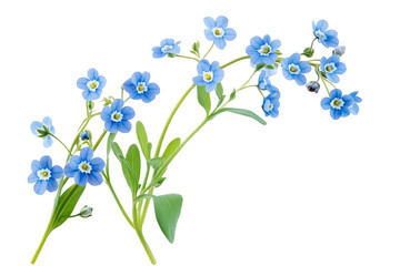 Wall Mural - high-resolution forget-me-not flower cluster on transparent background, isolated png botanical cutou