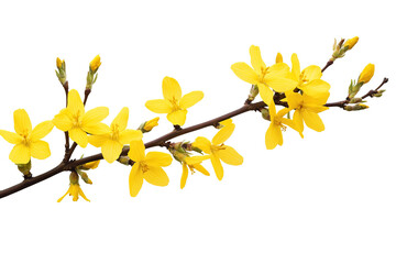 Wall Mural - high-resolution forsythia flower cluster png on transparent background botanical cutout for spring f