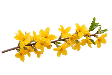 Wall Mural - high-resolution forsythia flower cluster png on transparent background botanical cutout for spring f