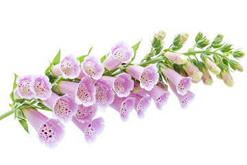 Wall Mural - high-resolution foxglove flower cluster isolated on transparent background — seamless png botanical 