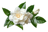 Delicate white gardenia blossom cluster — high-resolution isolated PNG with transparent background ideal for seamless botanical cut-outs, wedding invitation florals and scrapbooking accents