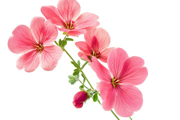 Wall Mural - high-resolution geranium flower cluster isolated on transparent background — seamless botanical cut-