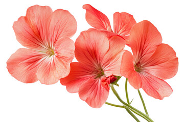 Wall Mural - high-resolution geranium flower cluster isolated on transparent background — seamless botanical cut-