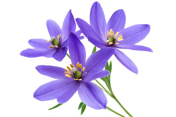 Wall Mural - glory-of-the-snow blossom cluster isolated on transparent png background, high-resolution botanical 