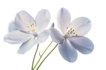 Wall Mural - glory-of-the-snow blossom cluster isolated on transparent png background, high-resolution botanical 