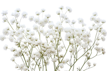 Wall Mural - high-resolution gypsophila (baby’s breath) blossom cluster on transparent background — isolated png 