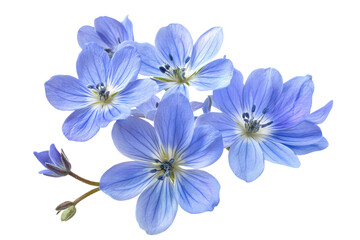 Wall Mural - glory-of-the-snow blossom cluster isolated on transparent png background, high-resolution botanical 