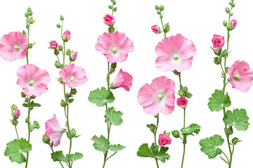 Wall Mural - vibrant hollyhock flower cluster — ultra-high-resolution png cutout on transparent background, ideal