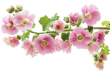 Wall Mural - vibrant hollyhock flower cluster — ultra-high-resolution png cutout on transparent background, ideal