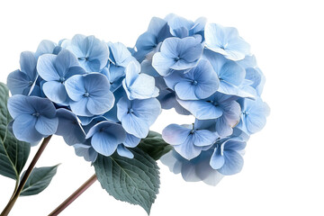 Wall Mural - high-resolution hydrangea bloom cluster isolated on transparent background — seamless png cut-out bo