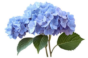 Wall Mural - high-resolution hydrangea bloom cluster isolated on transparent background — seamless png cut-out bo