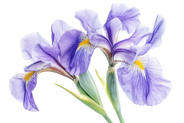 Wall Mural - high-resolution purple iris blossom cluster isolated on transparent png background — seamless botani
