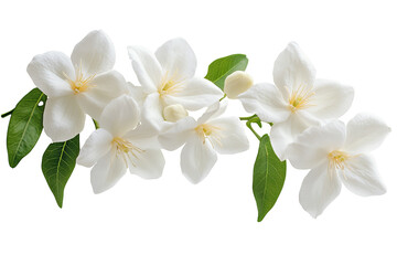 Wall Mural - high-resolution jasmine flower cluster isolated on transparent png background cutout — delicate whit