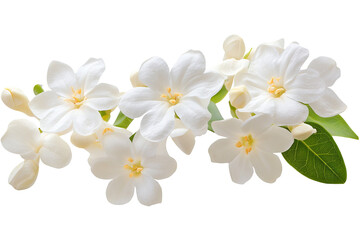 Wall Mural - high-resolution jasmine flower cluster isolated on transparent png background cutout — delicate whit