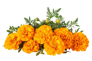 Wall Mural - high-resolution marigold flower bouquet on transparent background – png cutout ideal for wedding sta