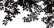 © 娟 秀秀 - Silhouetted leaves against a bright backdrop, creating a serene and natural view.