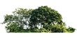 © farid4kbar - Natural arrangement of varied green trees and shrubs creating a dense forest edge or small woodland cluster, isolated on transparent background for landscape design