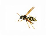 Wasp close view over white background, no shadow