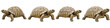 © Prime - Journey of Four Tortoises: Four African spurred tortoises walk in parallel, a captivating display of nature's gentle march, their unique shell patterns, and textures.