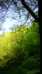 Wall Mural - Woodland trail winds through a lush green forest with sunlight filtering through the canopy, creating a peaceful and inviting scene