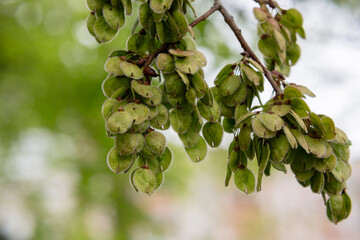 Wall Mural - Branch of a flowering tree Ulmus laevis or elm in spring. Narrow focus