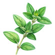 © JANNATUNFERDOUSE - Botanical illustration, fresh thyme sprig, vibrant green leaves