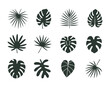 © mittpro - Twelve Dark Green Tropical Leaf Silhouettes Set Botanical Illustration White Background