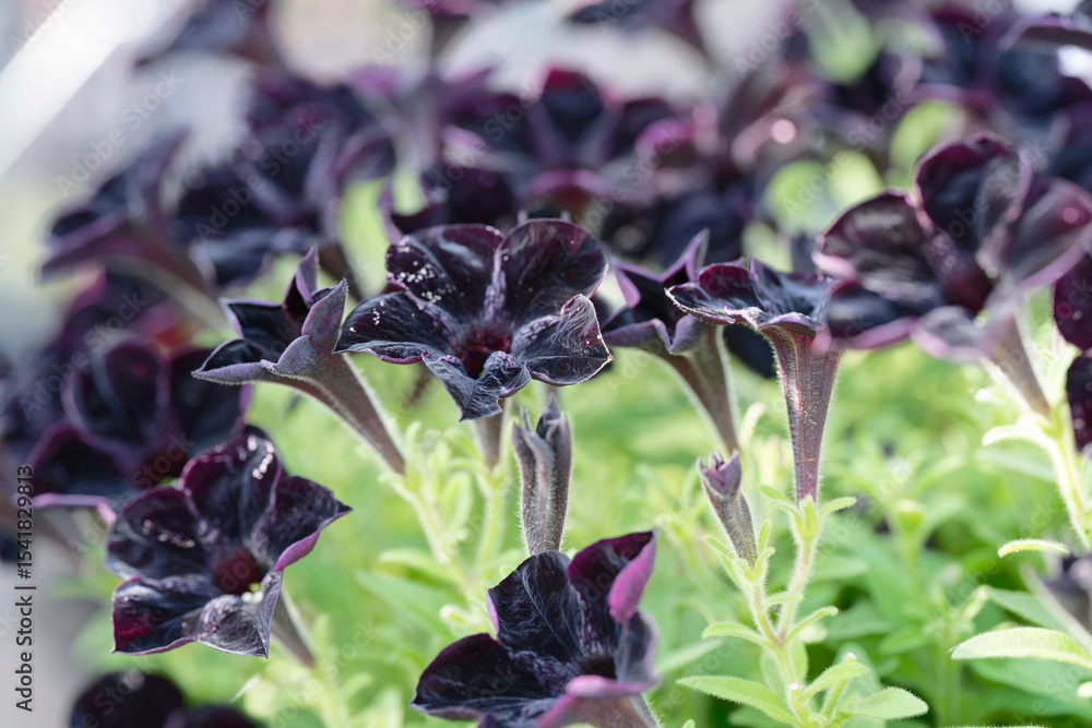 Black petunia flower
