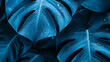 © Vitor - Close-up de folhas de Monstera Azul com gotas de água