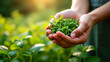 © Aleksandra - Close-up of hands picking fresh herbs in a summer garden, a theme of healthy living